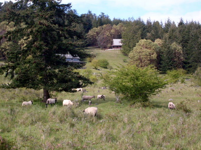 Decatur's feral sheep flock grazing on a grassy hillside