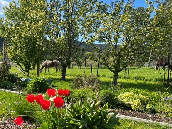 An island garden with red tulips
