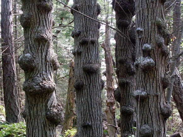 Cluster of trees covered in burls