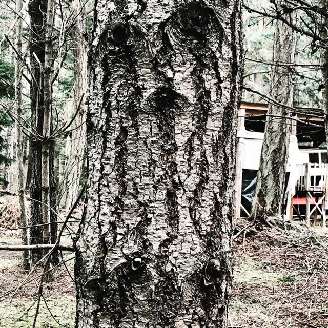 Perplexed tree
