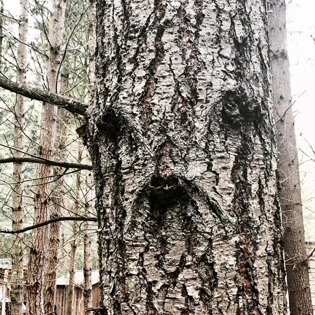 Tree with scowling face