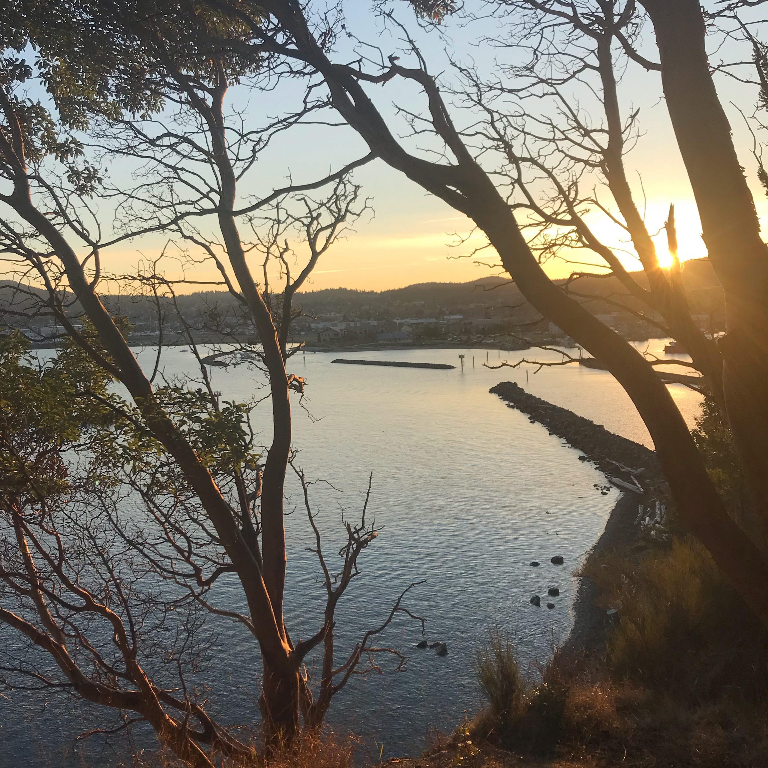 Sunset through madrona trees