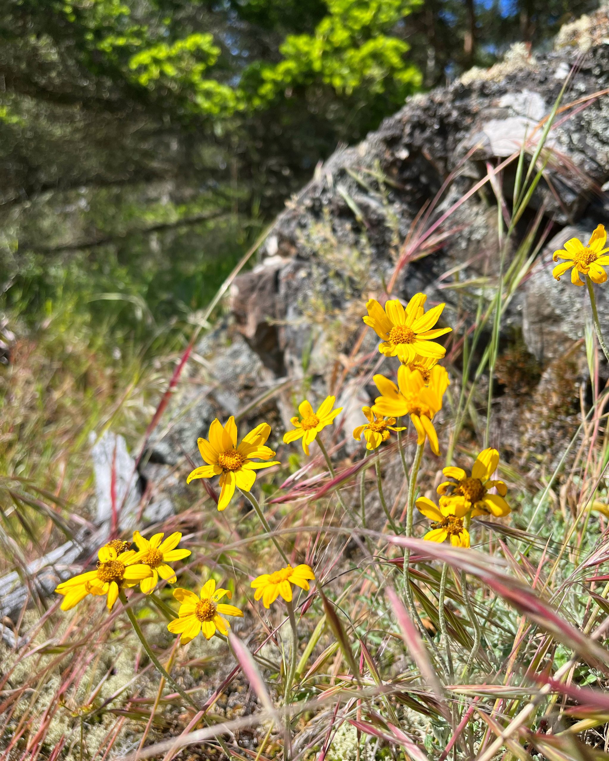 Little yellow wildflowers growing on a rocky hillside