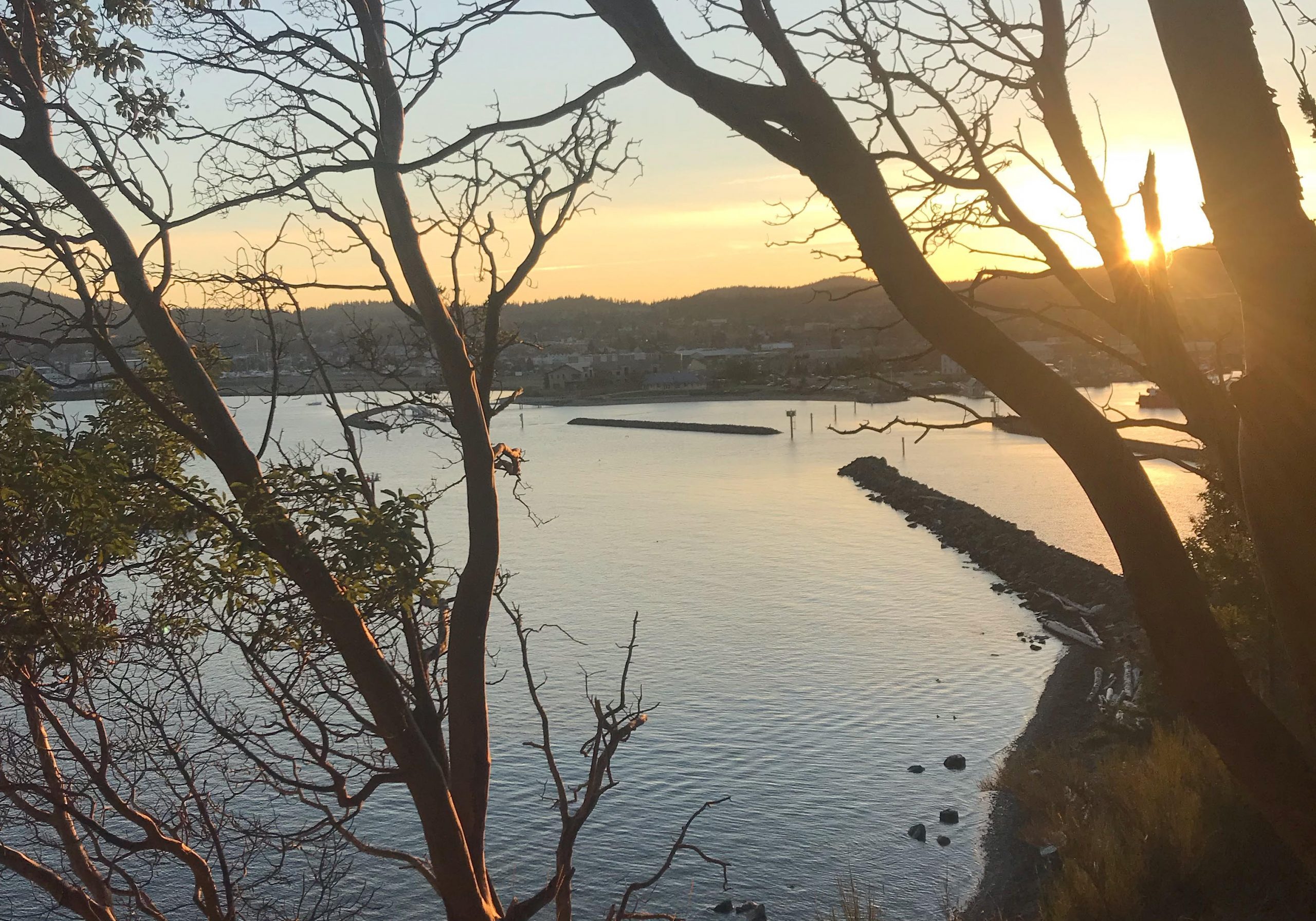 Sunset through madrona trees